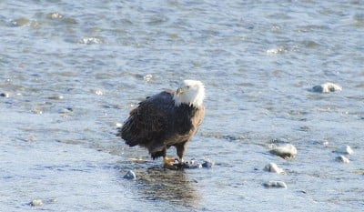 白头海雕