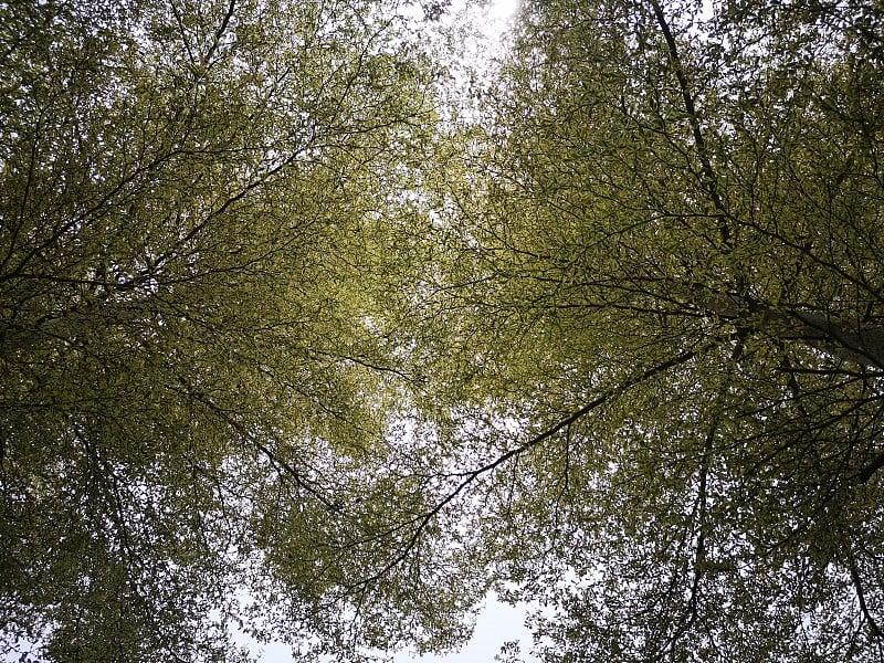 美丽的黄色盛开的松树从天空在哥打基纳巴卢，沙巴州。马来西亚、婆罗洲。