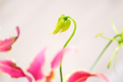 这是百合花花蕾的特写。