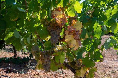 AOC Luberon mountains的葡萄园靠近Apt与老葡萄树干生长在红色粘土土壤，白葡萄酒