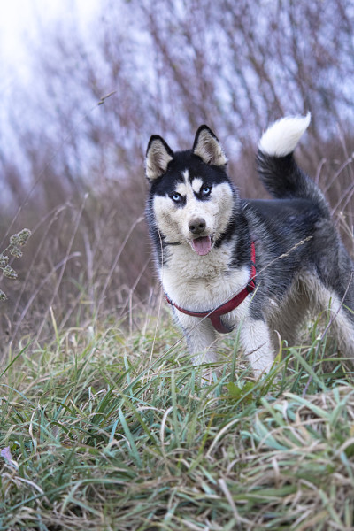 西伯利亚雪橇犬