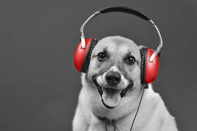 DJ狗。