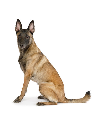 纯种比利时牧羊犬马里诺斯坐在白色