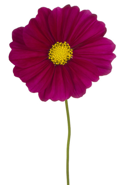 花孤立