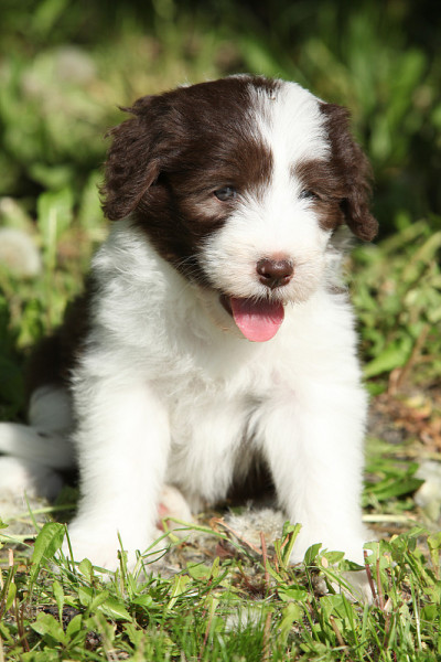 美丽的古代长须牧羊犬