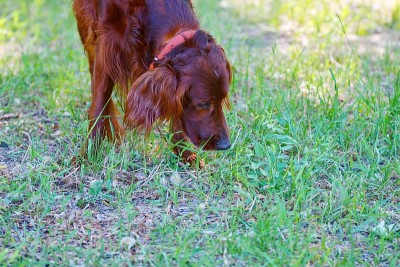 犬种爱尔兰红赛特犬