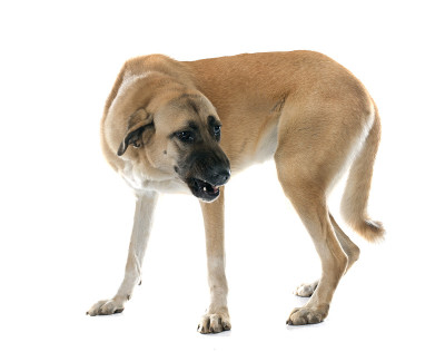 好斗的安纳托利亚牧羊犬