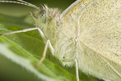 甘蓝蝴蝶(Pieris brassicae)