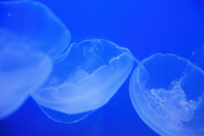 水母