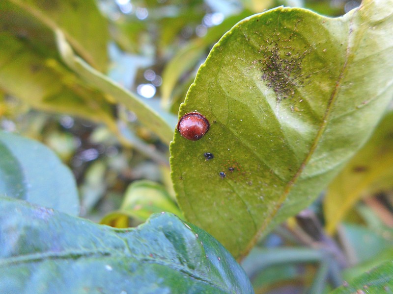 caraca胭脂虫