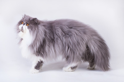 小双色波斯猫
