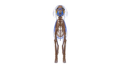 腓骨短肌狗肌肉解剖医学概念3D