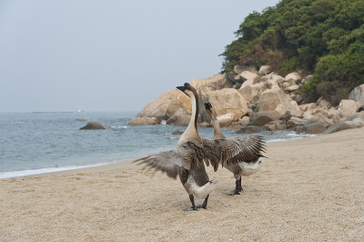 在海滩上散步的鹅