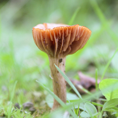 小不能食用真菌