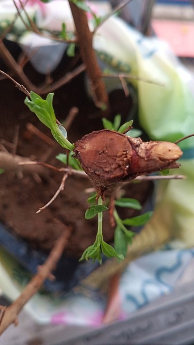 指甲花的树枝
