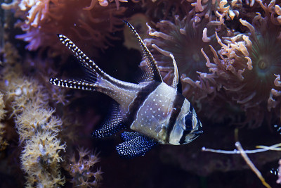 骄傲的鲤鱼(Pterapogon kauderni)。