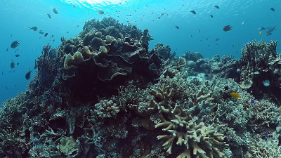 珊瑚礁和热带鱼。Panglao、菲律宾