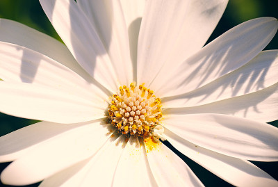 雏菊花