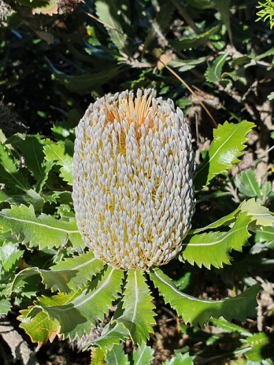 野花