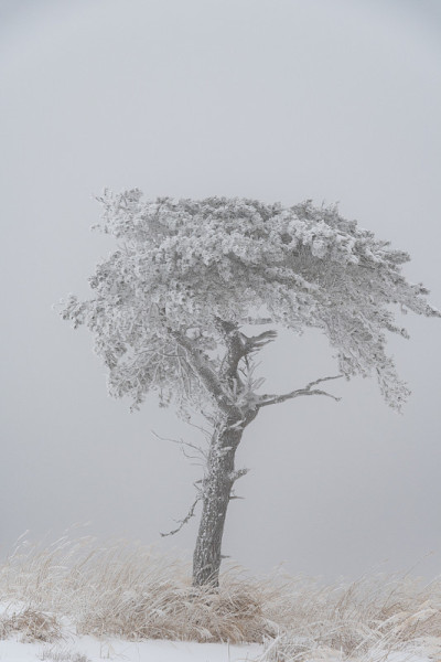 rime