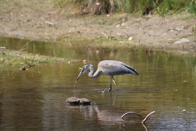 Blue Heron