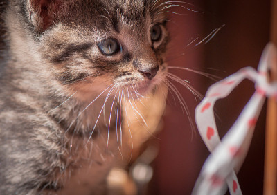小猫