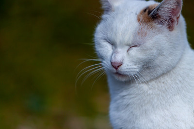 野猫