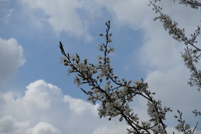 弯弯的梅花枝映衬着天空