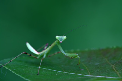 螳螂