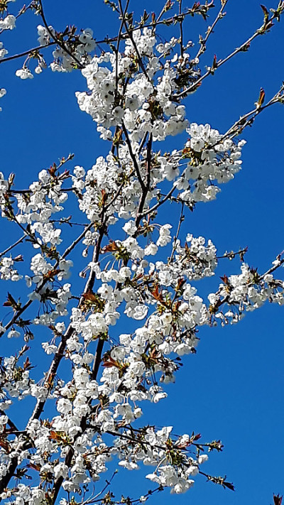英国北部花园里的日本樱花