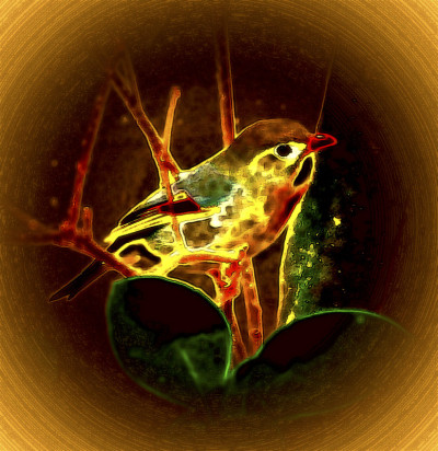 GlowBird