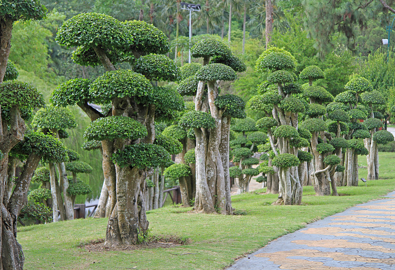 植物园的盆景树