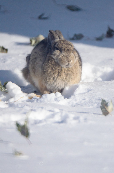 雪地里冰冷的兔子忍受着凛冽的寒风。