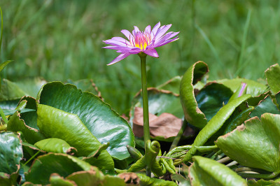 干莲花