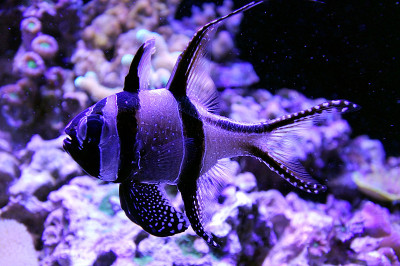 Banggai cardinalfish