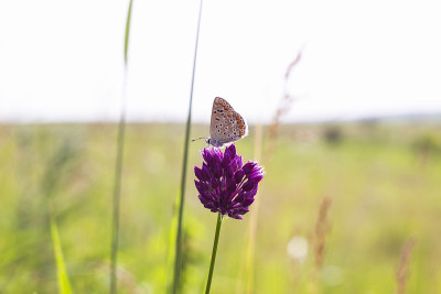 小蓝蝴蝶柏鹭。Plebejus argyrognomon蝴蝶