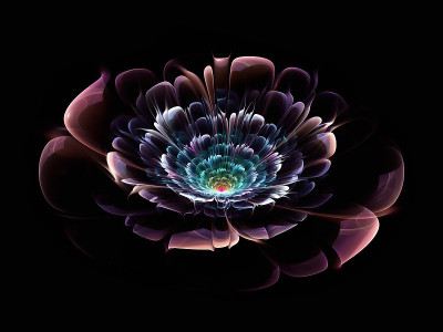 花的花瓣