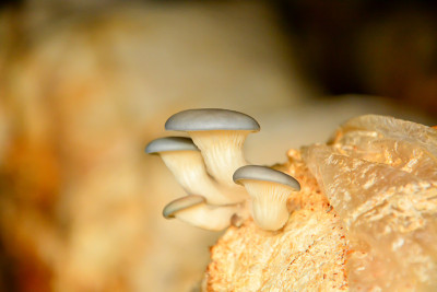 木屑中生长的平菇