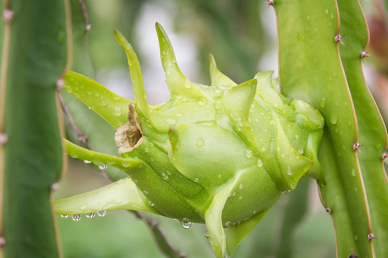 雨后在花园里的树上结火龙果