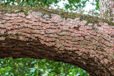 猩红地衣，又名圣诞花环地衣(Cryptothecia rubrocincta)树皮上的一棵南方活橡树