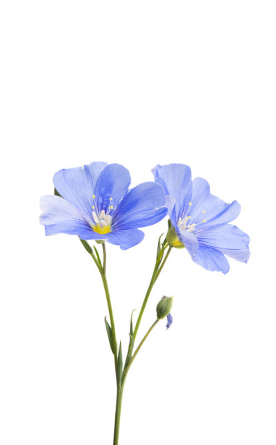 亚麻花孤立