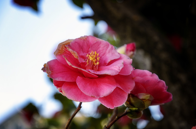 春天，修道院花园中盛开的红色山茶花(希腊阿陀斯)