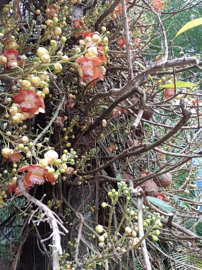 花