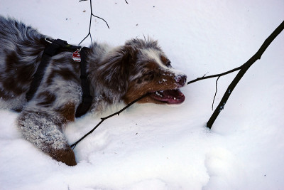 狗狗小狗冬天的雪