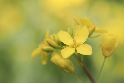 黄色油菜花