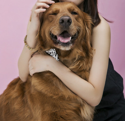 女主人牵着一只金毛猎犬