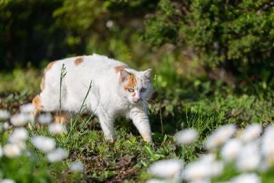 猫