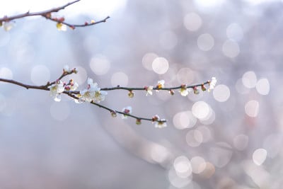 梅花