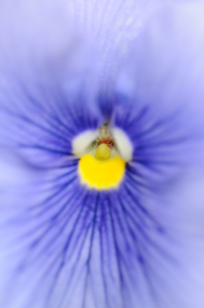 蓝色堇型花