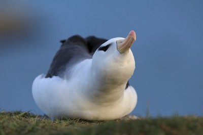 白眉信天翁(Thalassarche melanophris)或德国Mollymawk Helgol